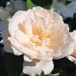 Rose 'Princess of Wales' (’Diana-Rose’): Bild 6/8