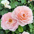 Rose 'Princesse Charlene de Monaco': Bild 8/9