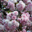 Prunus serrulata 'Kiku-shidare-zakura': Bild 1/3