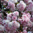 Prunus serr. 'Kiku-shidare-zakura' - Jap. Hänge-Blütenkirsche