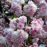 Prunus serrulata 'Kiku-shidare-zakura' - Jap. Hänge-Blütenkirsche