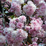 Prunus serr. 'Kiku-shidare-zakura' - Jap. Hänge-Blütenkirssche