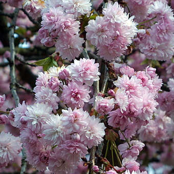 Prunus serr. 'Kiku-shidare-zakura'