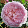 Rose 'Olivia Rose Austin': Bild 4/12