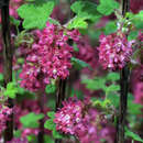 Ribes sanguineum 'Koja' - Blut-Johannisbeere