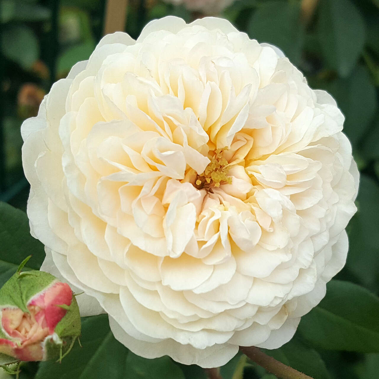 Englische Kletterrose - Rose 'The Albrighton Rambler' - rosa