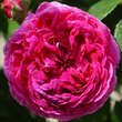 Rose 'Louis Philippe': Bild 4/4