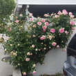Rose 'Eden Rose': Bild 11/12