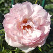 Rose 'The Wedgewood Rose': Bild 5/6