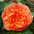 Rose 'Pat Austin': Bild 8/9