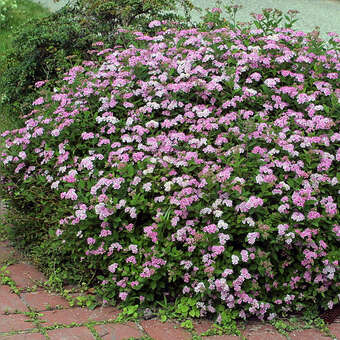 Spiraea japonica 'Nana'