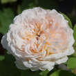 Rose 'The Lady Gardener': Bild 3/3