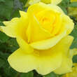 Rose 'Friesia': Bild 9/10