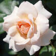 Rose 'Paul Noel': Bild 3/5
