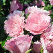 Rose 'Pink Grootendorst': Bild 4/7