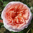 Rose 'Abraham 'Darby': Bild 5/6