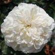 Rose 'White Meidiland': Bild 3/5