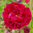 Rose 'Crimson Rambler': Bild 6/6