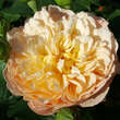 Rose 'Eveline Wild': Bild 2/8