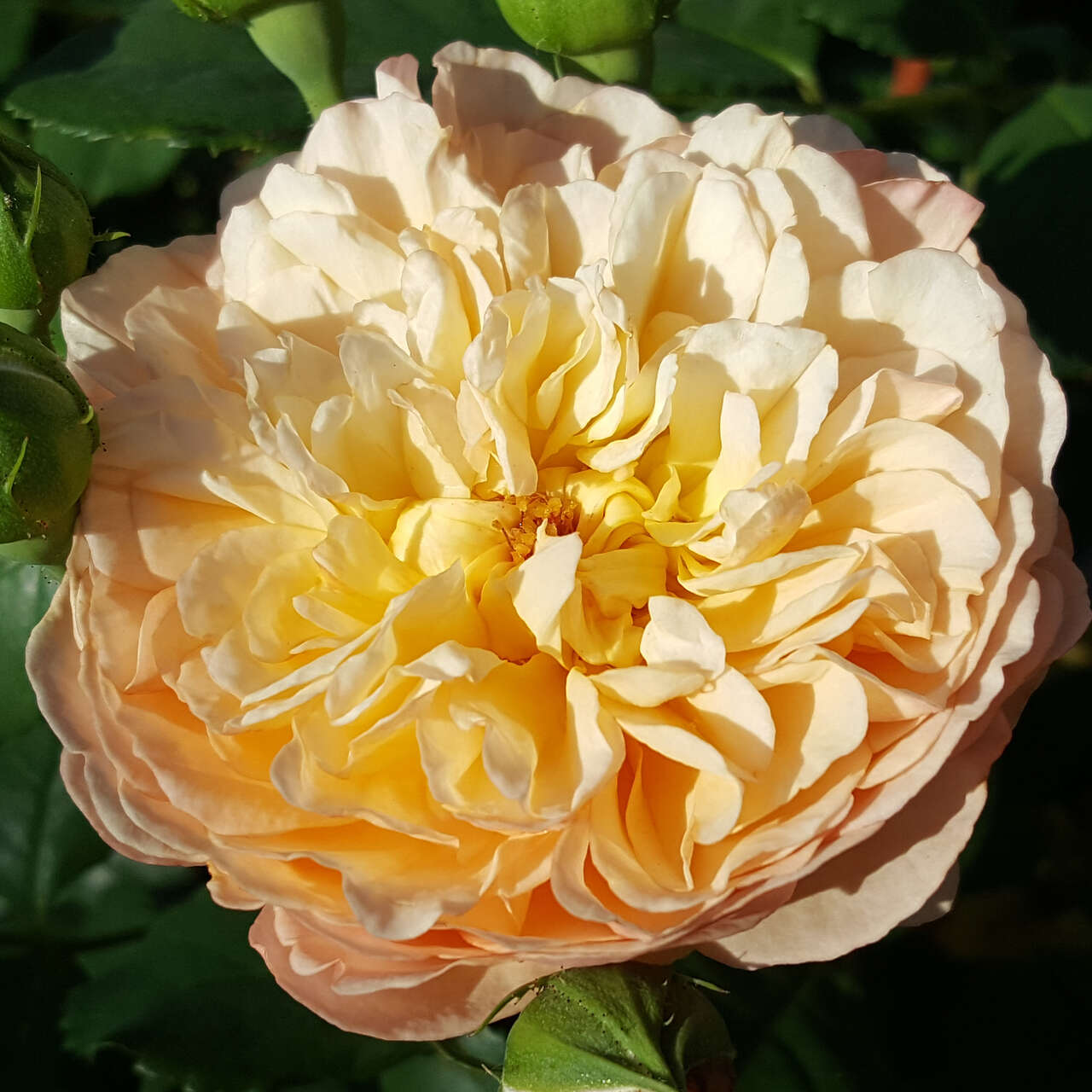 Essbare Rose, Beetrose Rose 'Eveline Wild' orange