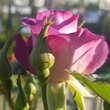 Rose 'Blue for You': Bild 6/8