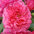 Rose 'Rosarium Uetersen': Bild 2/5