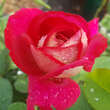 Rose 'Bolchoi': Bild 3/5