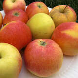 Malus domestica 'Gala' - Herbstapfel