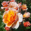 Rose 'Arabia': Bild 4/8