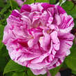 Rose 'Ferdinand Pichard': Bild 3/4