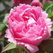Rose 'Pink Grootendorst': Bild 3/7