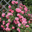 Rose 'Rosarium Uetersen': Bild 5/5