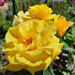 Rose 'Friesia': Bild 10/10
