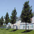 Pyrus calleryana 'Chanticleer': Bild 1/5