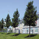 Pyrus calleryana 'Chanticleer' - Zierbirne