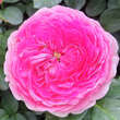 Rose 'Modern Art': Bild 4/7