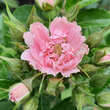 Rose 'Pink Grootendorst': Bild 7/7