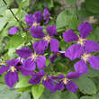 Clematis 'Jackmanii': Bild 1/4