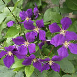 Clematis 'Jackmanii' - Waldrebe, Großblumige Garten-Clematis