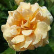 Rose 'Buff Beauty' (moschata): Bild 7/8