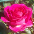 Rose 'Belles Rives': Bild 4/9