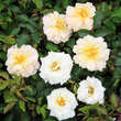 Rose 'Ivory Compact Meidiland': Bild 7/9