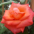 Rose 'Climbing Christophe Colomb': Bild 5/6