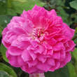 Rose 'Sophy's Rose': Bild 6/7