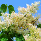 Syringa reticulata 'Ivory Silk' - Baumflieder