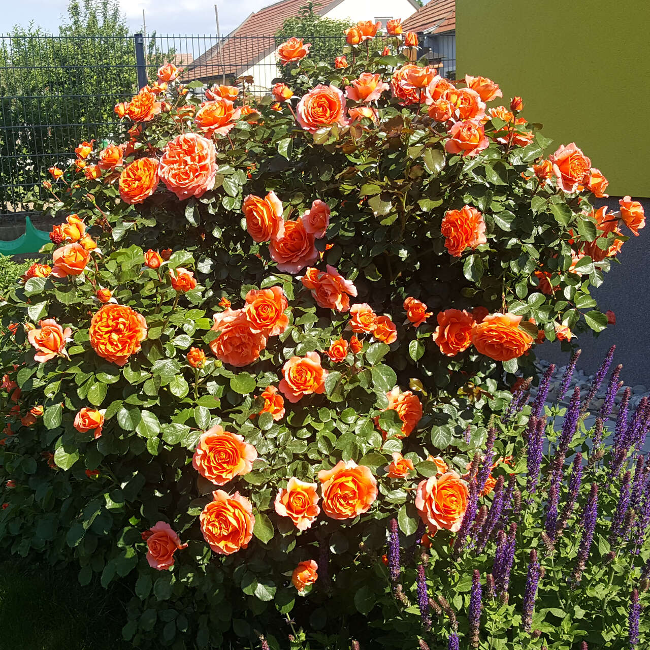 Beetrose - Rose 'Florianirose' - orange