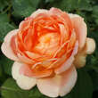 Rose 'Lady of Shalott': Bild 4/6