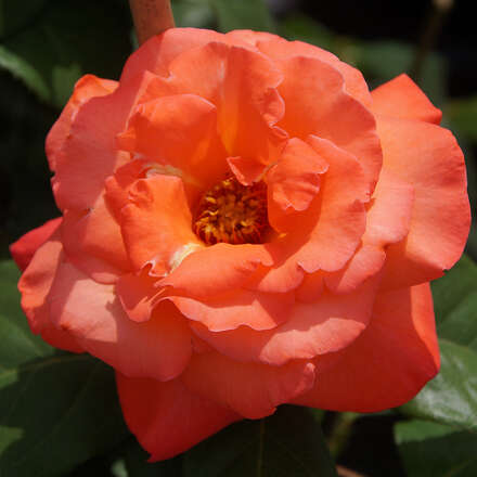 moderne-kletterrose-rose-climbing-christophe-colomb.jpg