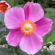Anemone 'Bright Pink': Bild 2/2
