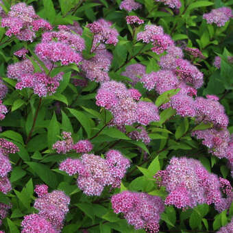 Spiraea japonica 'Ruberrima'